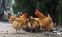 土鸡游戏爆料大全视频播放,揭秘热门游戏幕后故事